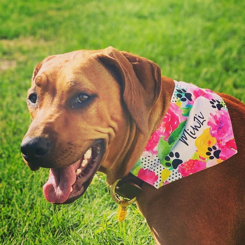 Dog Bandanas