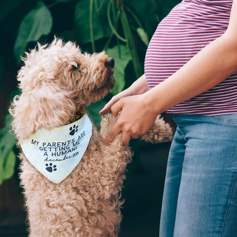 Personalised Baby Announcement Dog Bandanas